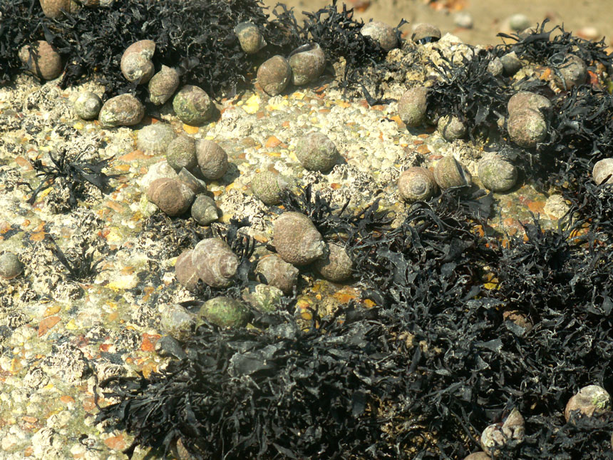 Periwinkles bleached a pale grey under the sun