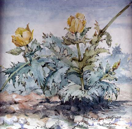 Yellow-headed Poppy. Water Colour by Audrey Chapman (Shoreham)