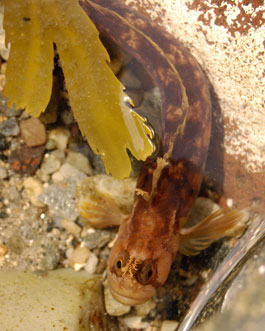 Yarrell's Blenny (Photograph by Jamie)