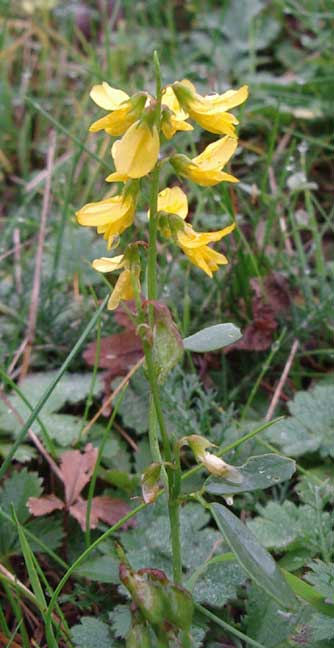 Small plant with delicate yellow flowers