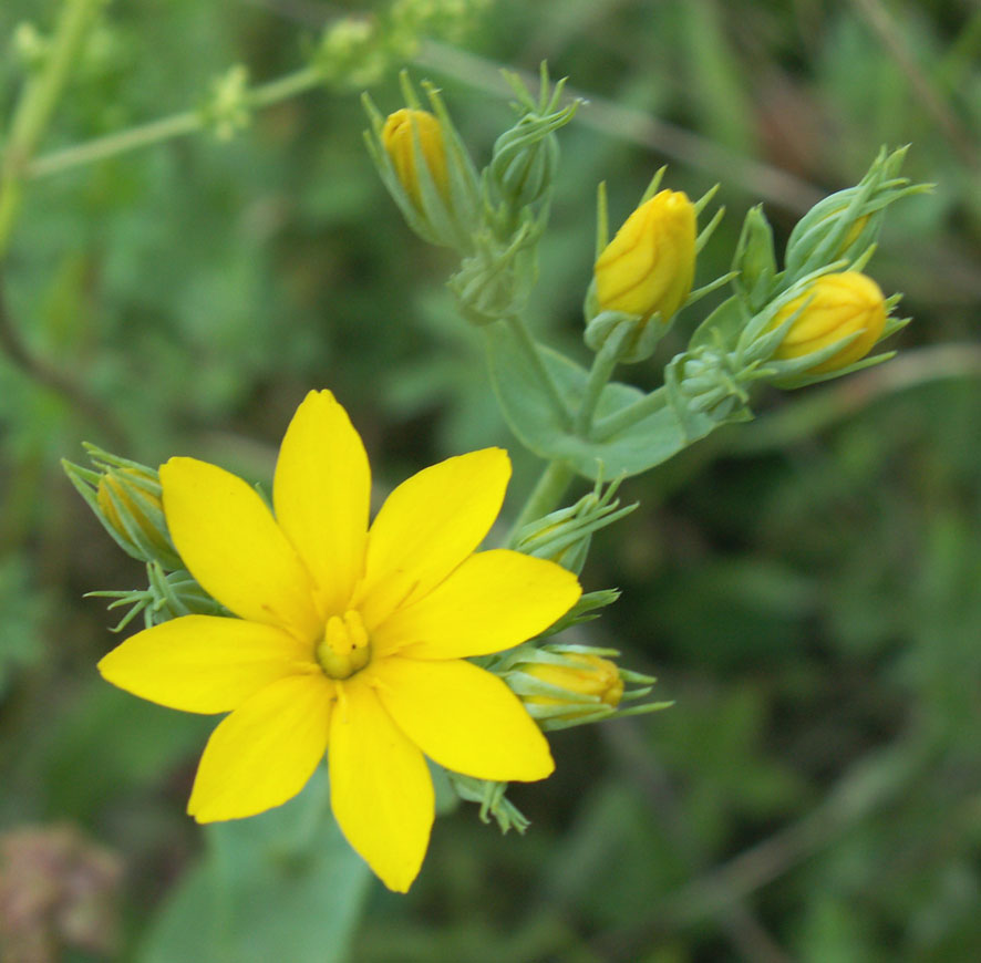 Yellow Wort