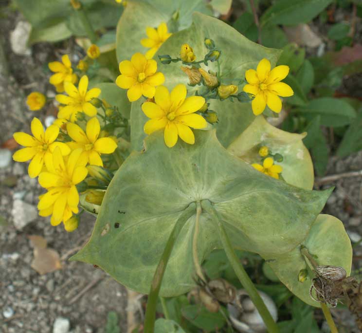 Yellow Wort