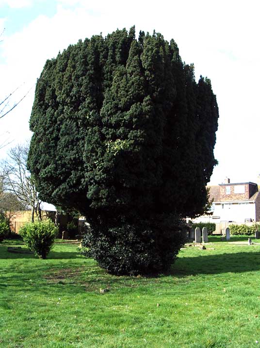 Managed Yew in Shoreham graveyard