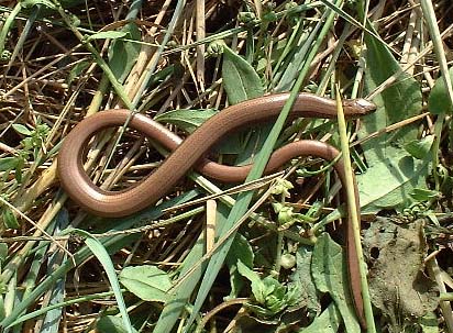 Slow Worm (Photograph by Ray Hamblett)