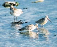 Bar-tailed Godwits in the Channel Islands (Photograph by Nicolas Jouault)