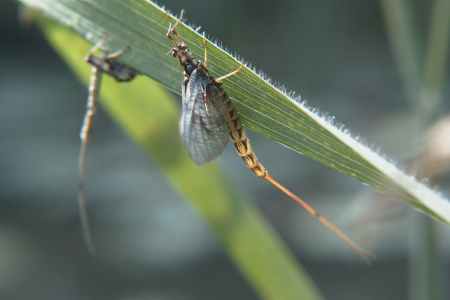 Mayfly (Photograph by Allen Pollard)