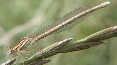 White-legged Damselfly (Photograph by Allen Pollard)