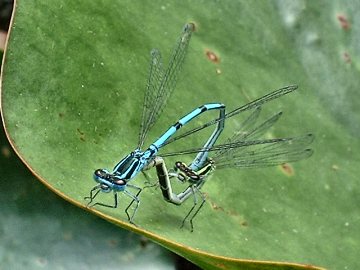 Azure Damselflies (Thumbnail)