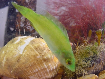 Young Ballan Wrasse (Photograph by Ben Sampson)