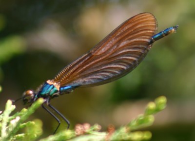 Beautiful Demoiselle (Photograph by Allen Pollard)