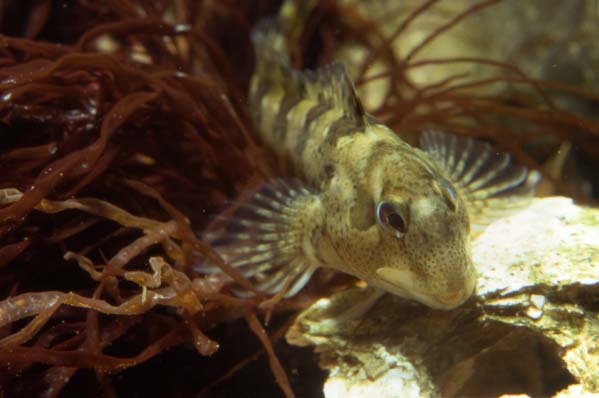 Blenny (Photograph by Andy Horton)