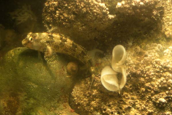 Blenny or Shanny (Photograph  by Andy Horton)