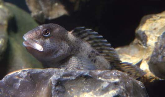 Blenny (adult)  Photograph by Andy Horton