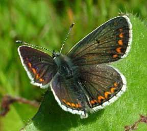 Brown Argus Butterfly (Photograph by Ray Hamblett)