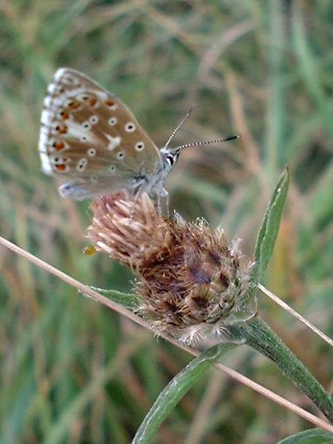 Chalkhill Blue from Lancing Chalk Pit (Photograph by Ray Hamblett)