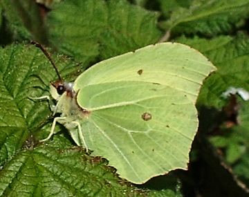 Brimstone (Photograph by Ray Hamblett)