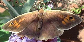 Meadow Brown Butterfly (Photograph by Ray Hamblett)