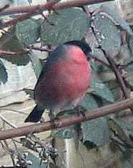 Bullfinch (Photograph by Allen Pollard)