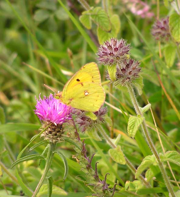 Clouded Yellow (Photograph by Brenda Collins)