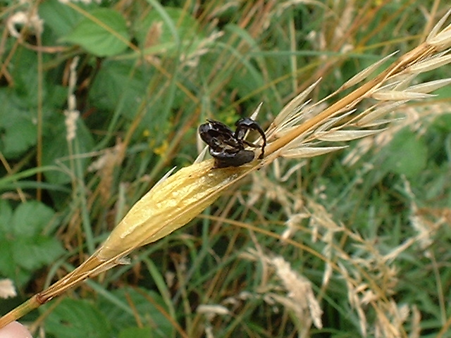 Burnet Moth Cocoon (Photograph by Ray Hamblett 27 July 2002)