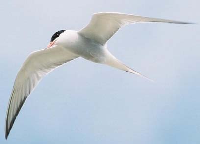 Common Tern (Photograph by Nick Jouault)