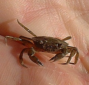 Tiny Shore Crab (photograph by Ray Hamblett)