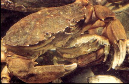 Crabs prior to mating. The female crab is underneath.