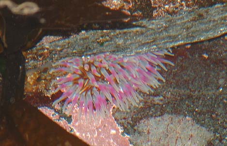 Dahlia Anemone (Photograph by Mike Grundon)