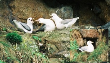 Fulmars (Photograph by Nicolas Jouault)