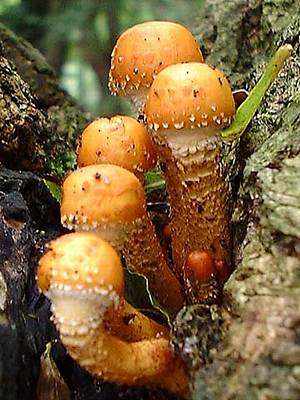 Can you identify this species of mushroom?