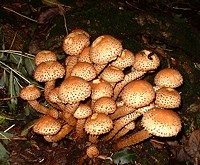 Pholiota squarrosa on Lancing Clump (Photograph by Ray Hamblett)