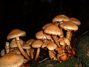 Shaggy Pholiota (Photograph by Ray Hamblett)