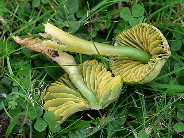 Parrot Fungi (Photograph by Ray Hamblett)