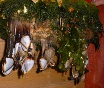 Goose Barnacles (Photograph by Jenny Nunn, Axmouth Sea Discovery Centre)