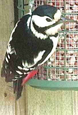 Great Spotted Woodpecker in 2002 (Photograph by Allen Pollard)