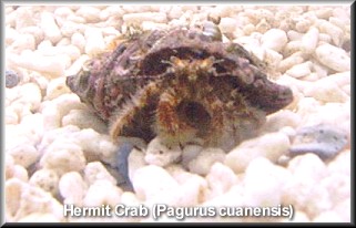 Hairy Hermit Crab, P. cuaensis (Photograph by Luke Richards, IOW)