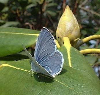 Holly Blue (Photograph by Ray Hamblett)