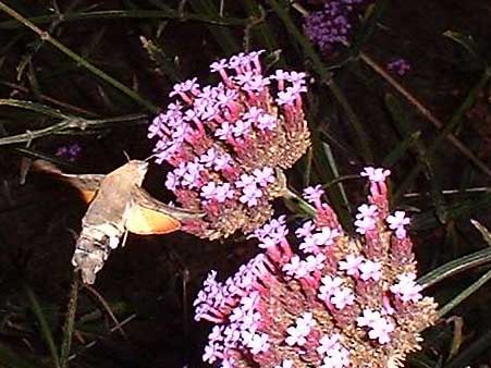 Hummingbird Hawk-moth (Photograph by Ray Hamblett)