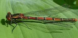 Large Red Damselfly (Photograph by Ray Hamblett)