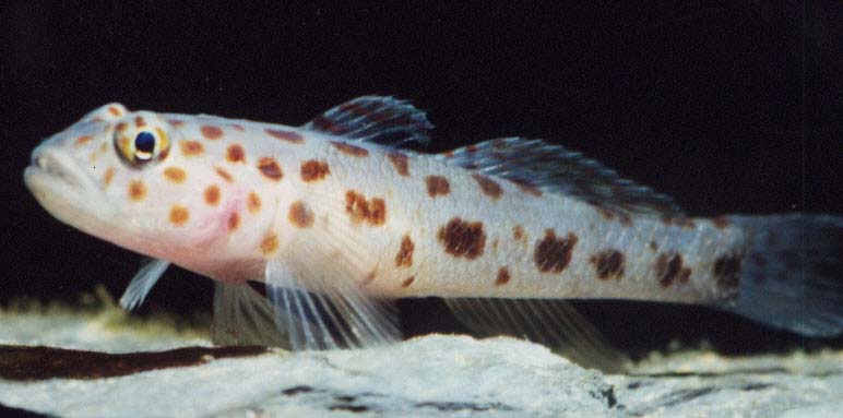 Leopard-spotted Goby