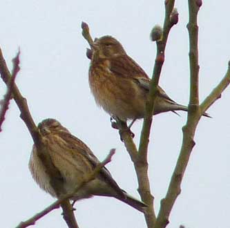 Linnets (Photograph by Jan Hamblett)