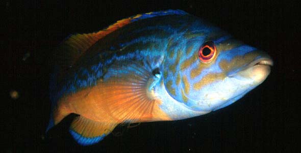 Male Cuckoo Wrasse (Photograph  by Jim Anderson)