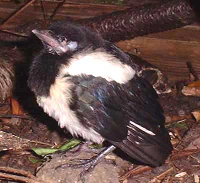 Young Magpie (Photograph by Ray Hamblett)