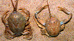 Masked Crabs