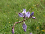 Common (or Chalk) Milkwort (Photograph by Ray Hamblett)