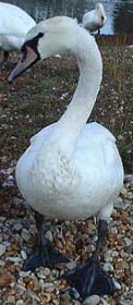 Mute Swan (Photograph by Ray Hamblett)