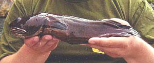 Tadpole Fish, Raniceps raninus