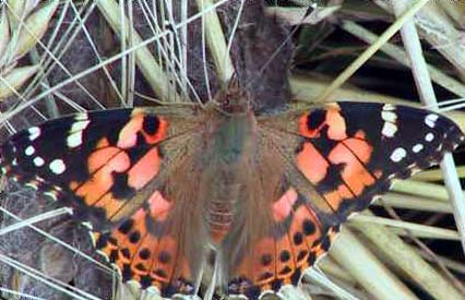 Painted Lady (Photograph by Allen Pollard)