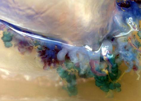 Portuguese Man o'War (Photograph by Dr Gerald Legg)