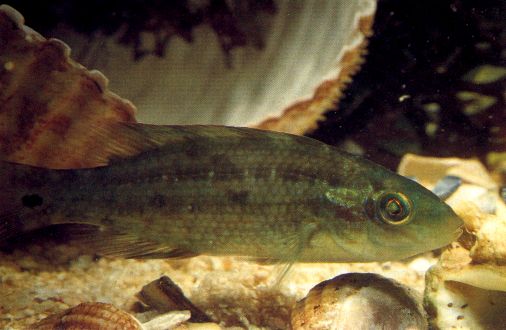 Corkwing Wrasse (juvenile)